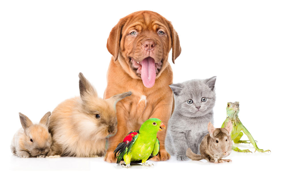 Group of Different Animals Group of Different Animals